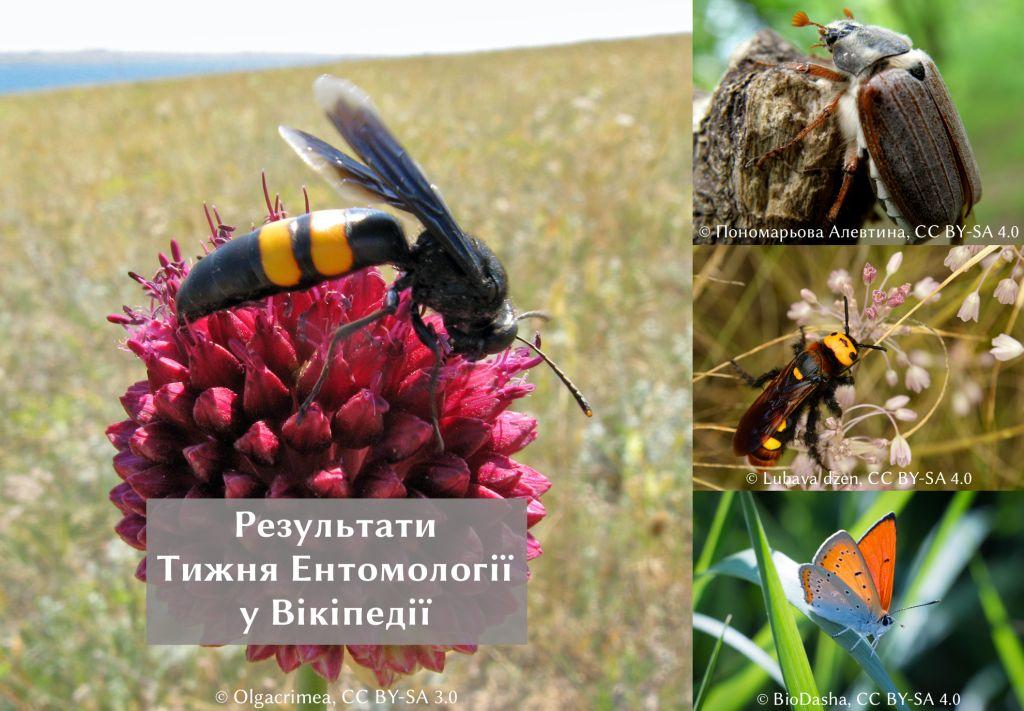 Результати тижня ентомології у Вікіпедії. Колаж із зображенням комах